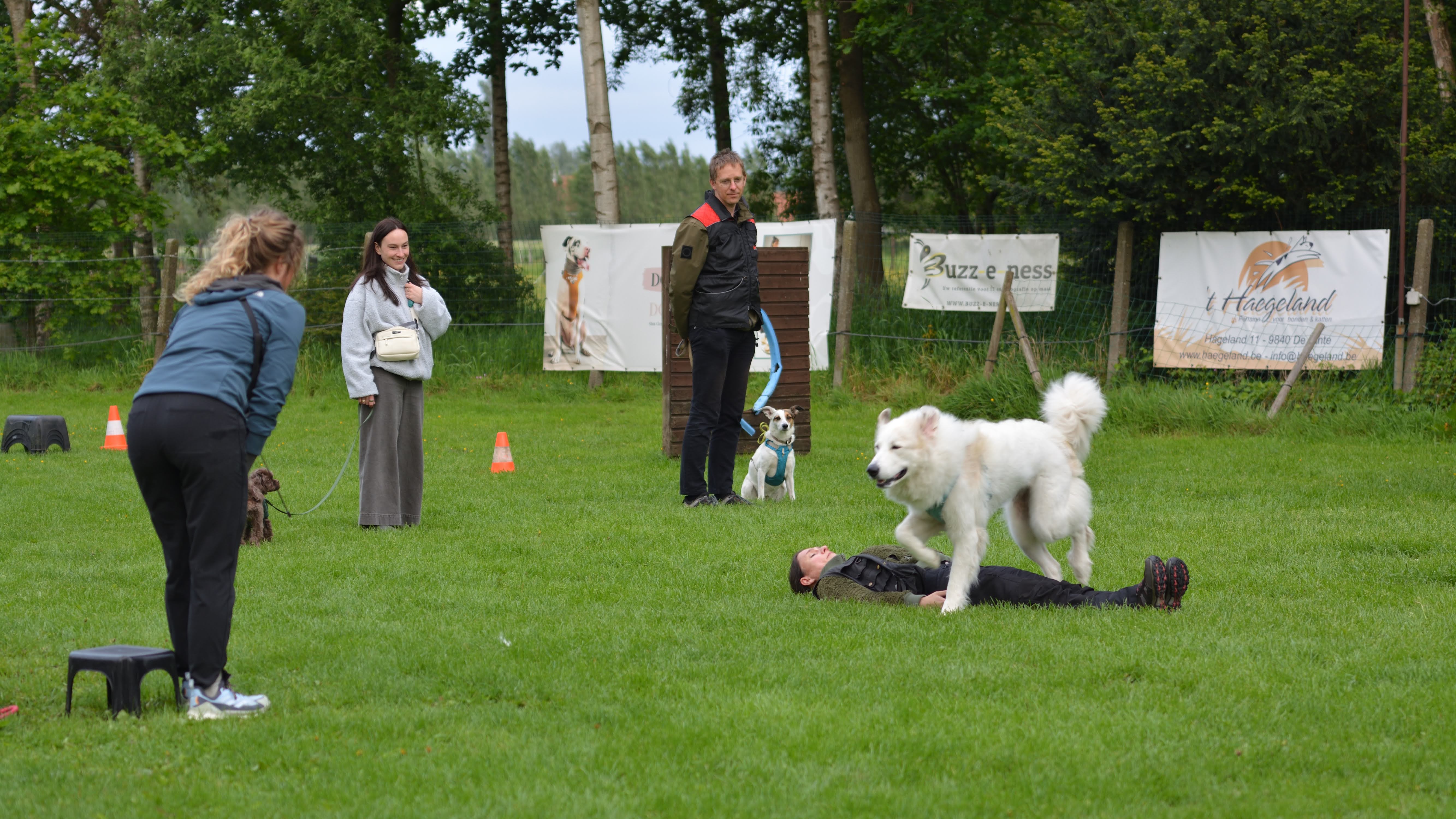 Groepsles op het terrein — baasjes, honden en een vertrouwensoefening