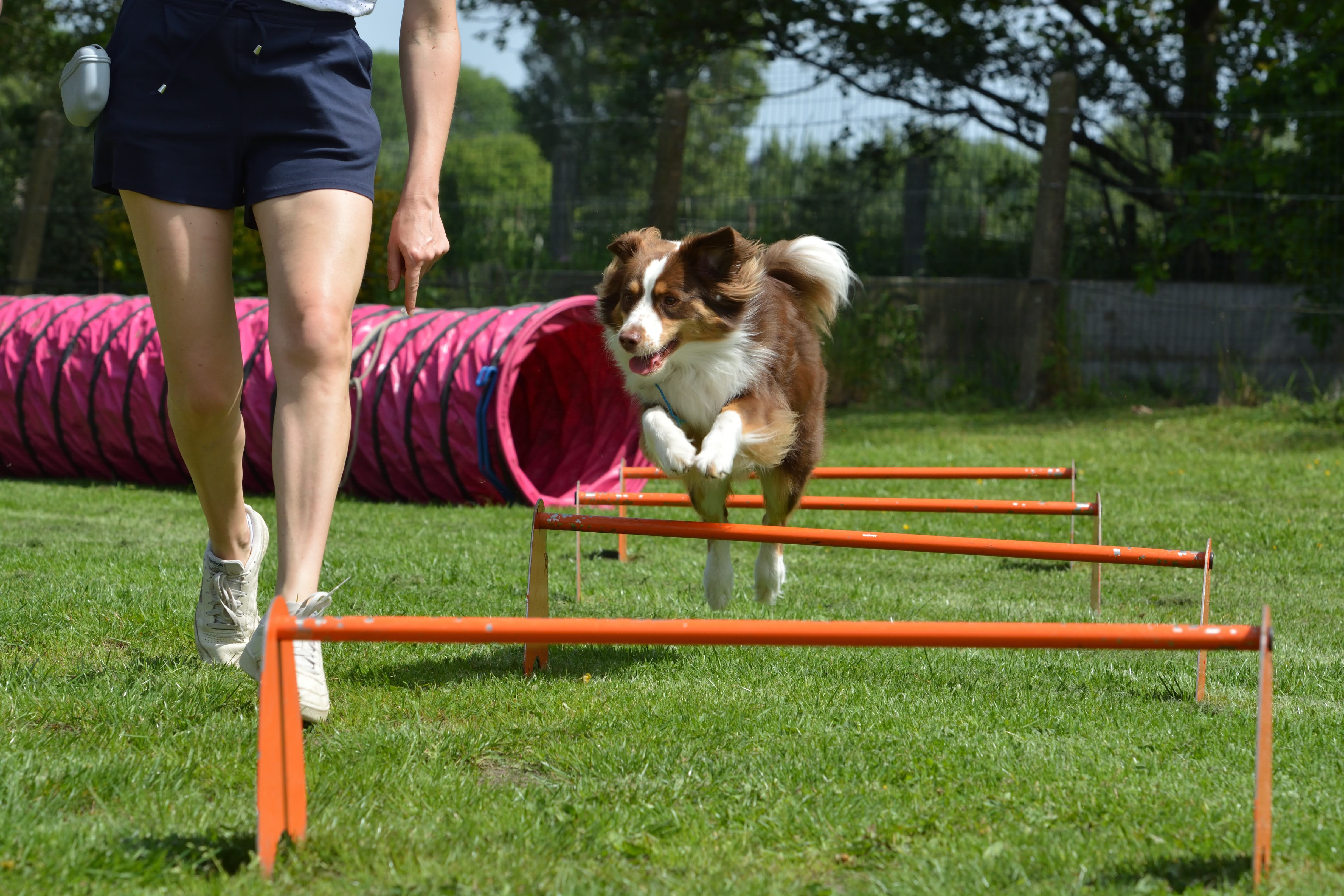 Hond springt over de horden tijdens een training